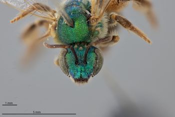 Media type: image;   Entomology 592583 Aspect: head frontal view